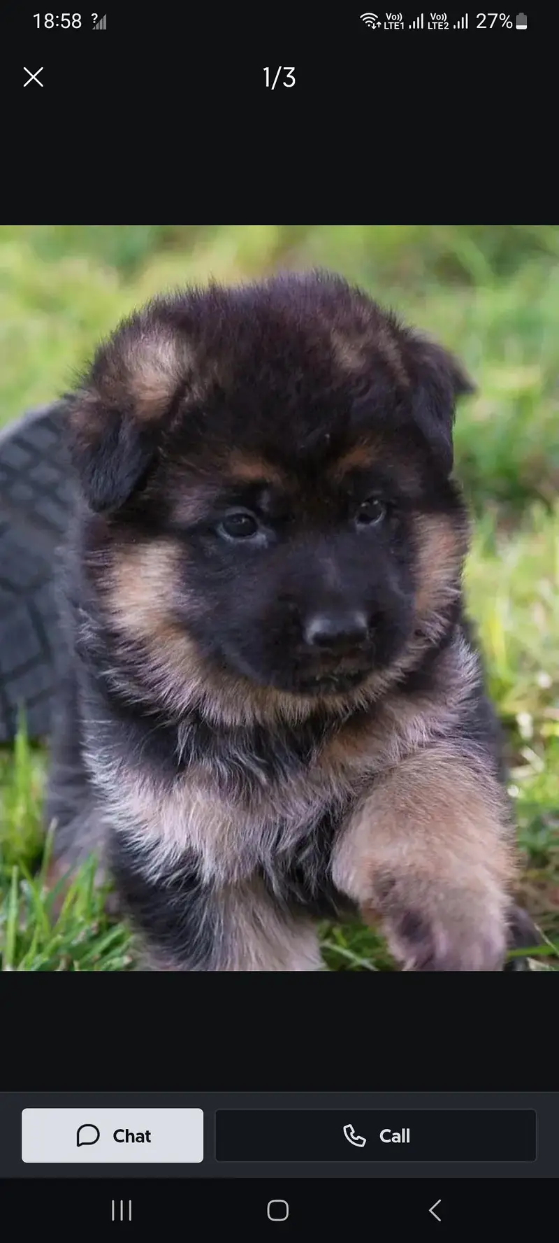 German shepherd pupu male & Female available — photo 4