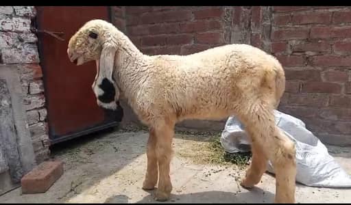 3.5 Month Old Healthy White Chatra for Sale –Active Quality