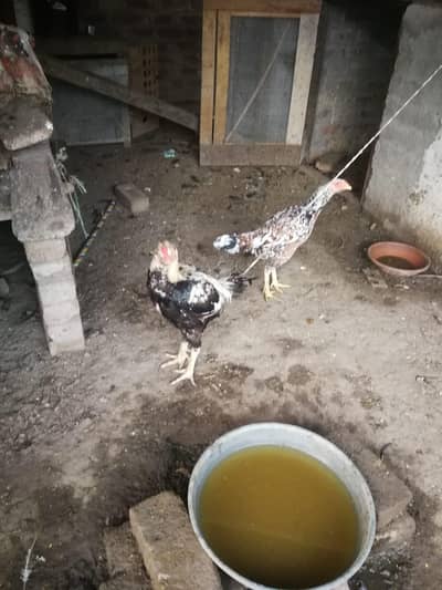 Aseel pairs and chicks for sale.