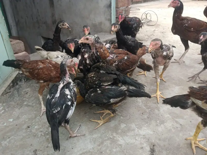 Aseel pairs and chicks for sale. — photo 2