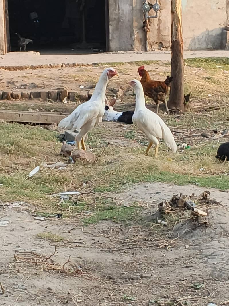 paper white pair 0