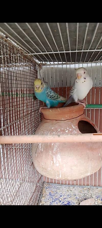 budgies pair