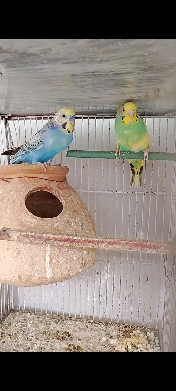 budgies pair — photo 2