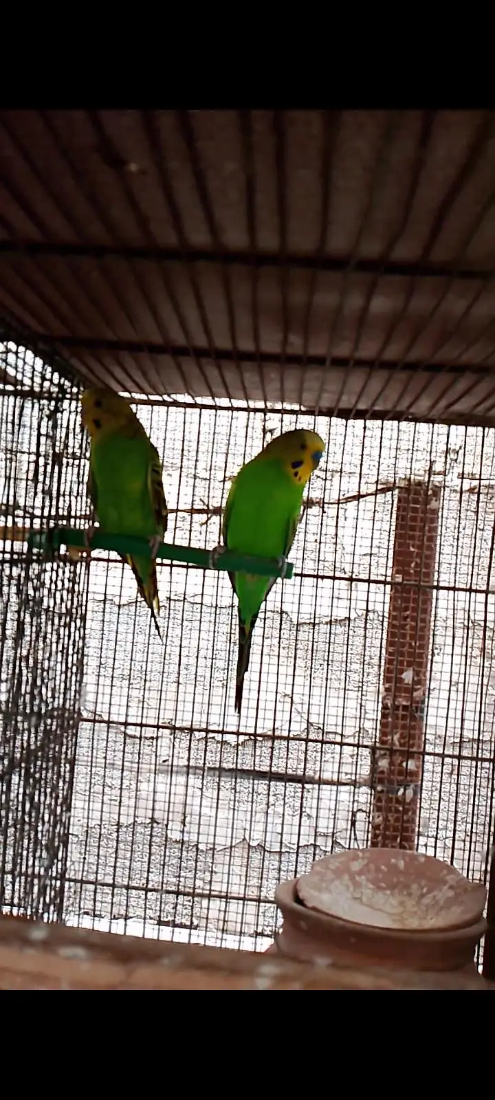 budgies pair — photo 3