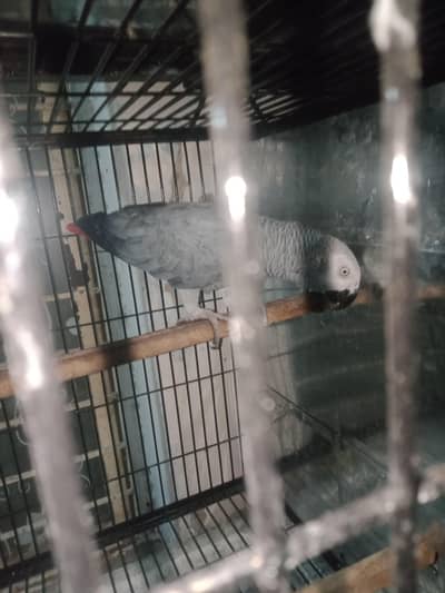 breeder. pair. female. one. nail. mis. baki. aal. ok