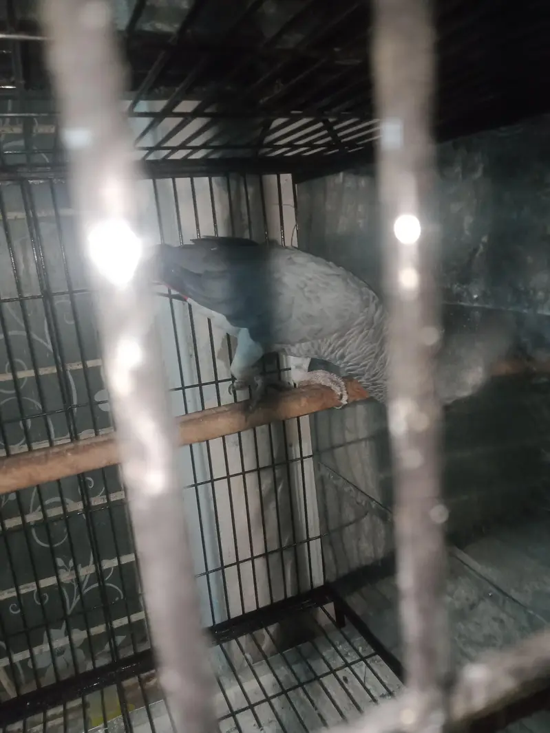 breeder. pair. female. one. nail. mis. baki. aal. ok — photo 2
