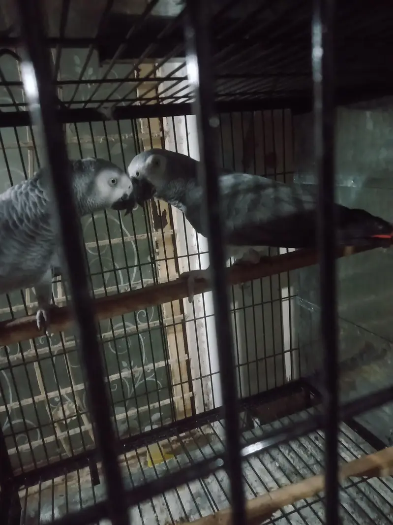 breeder. pair. female. one. nail. mis. baki. aal. ok — photo 4