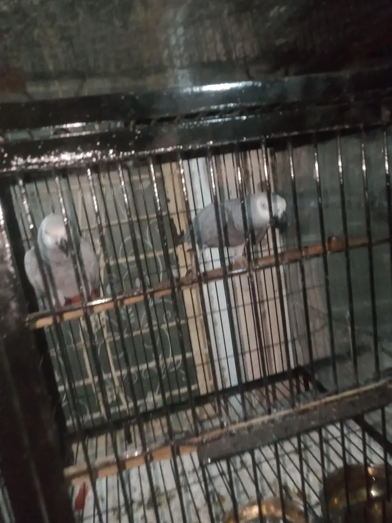 breeder. pair. female. one. nail. mis. baki. aal. ok — photo 5