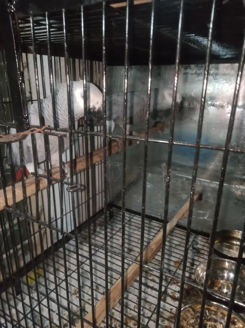 breeder. pair. female. one. nail. mis. baki. aal. ok — photo 6