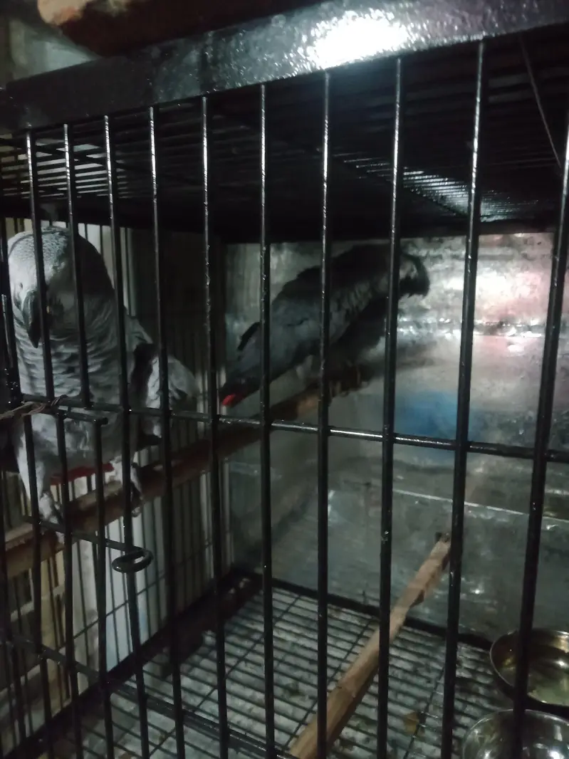 breeder. pair. female. one. nail. mis. baki. aal. ok — photo 8