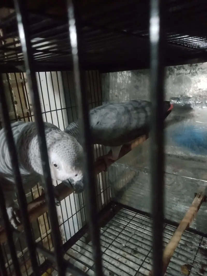 breeder. pair. female. one. nail. mis. baki. aal. ok — photo 9