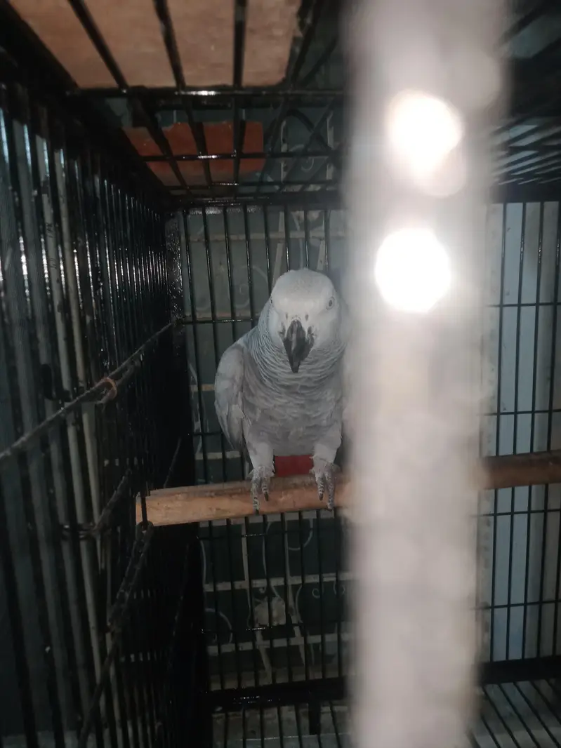 breeder. pair. female. one. nail. mis. baki. aal. ok — photo 10