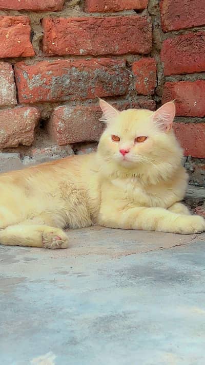 Persian cat male