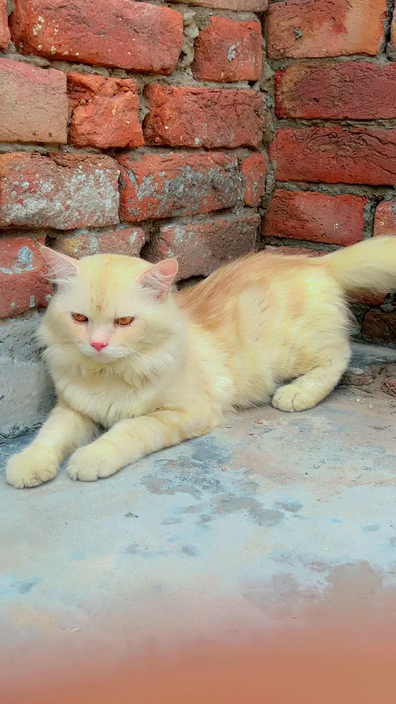Persian cat male — photo 2