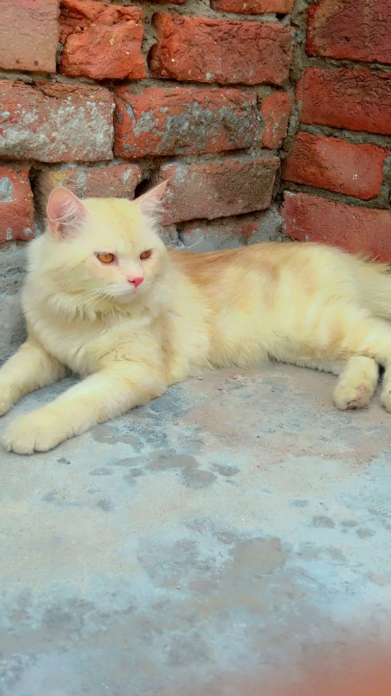 Persian cat male — photo 3