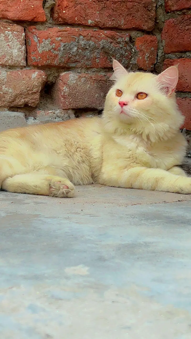 Persian cat male — photo 4