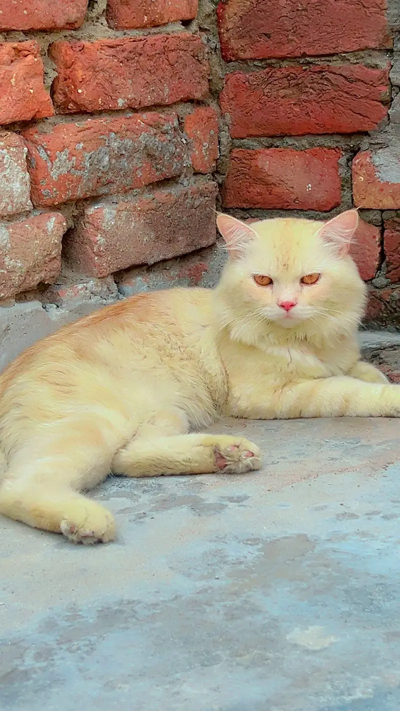 Persian cat male — photo 5