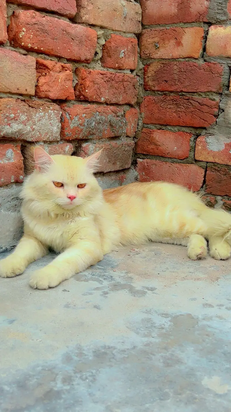 Persian cat male — photo 6