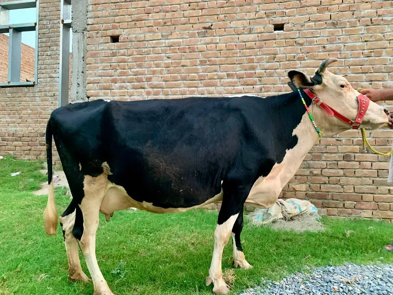  فریزیئن نسل کی اعلیٰ دودھ دینے والی گائے برائے فروخت — photo 2