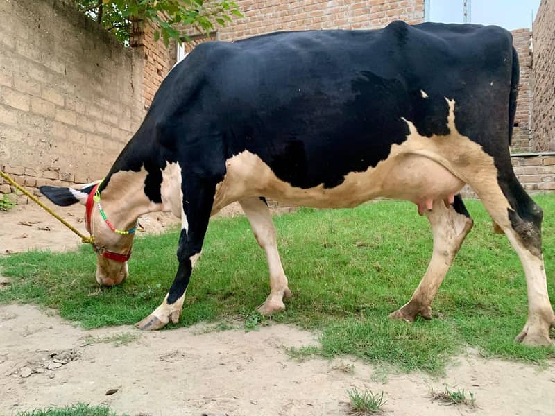  فریزیئن نسل کی اعلیٰ دودھ دینے والی گائے برائے فروخت 2