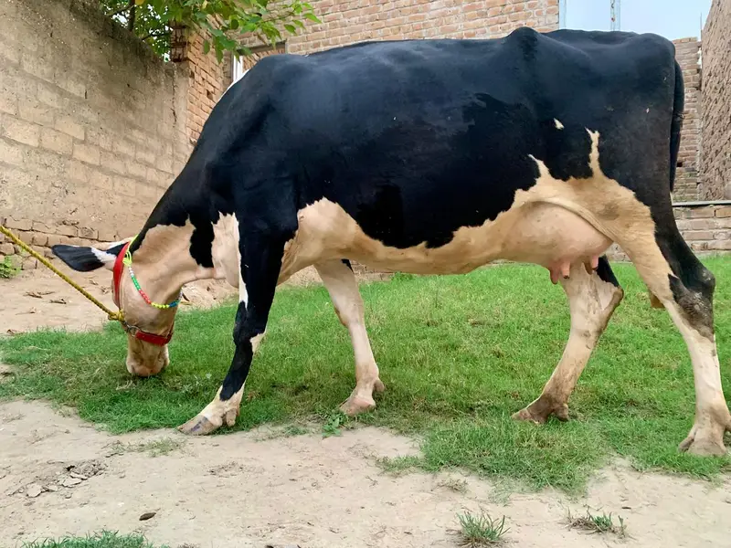  فریزیئن نسل کی اعلیٰ دودھ دینے والی گائے برائے فروخت — photo 3