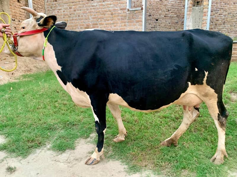  فریزیئن نسل کی اعلیٰ دودھ دینے والی گائے برائے فروخت 3