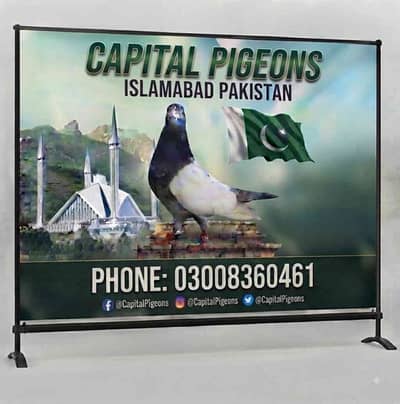 Capital Pigeons Islamabad Pakistan 