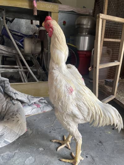 German oh shamu male breeder