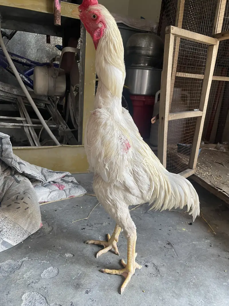 German oh shamu male breeder — photo 3