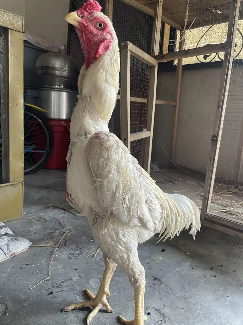 German oh shamu male breeder — photo 4