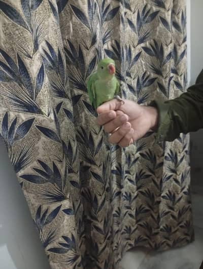 “Tame Ringneck Parrot – Hand Tamed, Non-Biting”