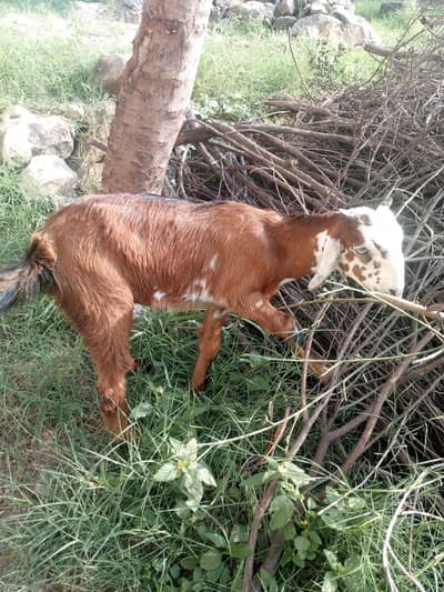 Nasli path For Sale beautiful And healthy