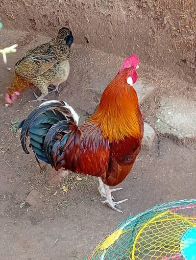 dasi hens