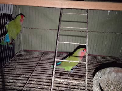 parrots with cage only 4000