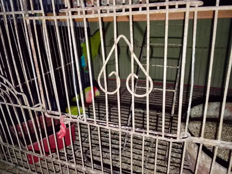 parrots with cage only 4000 — photo 2