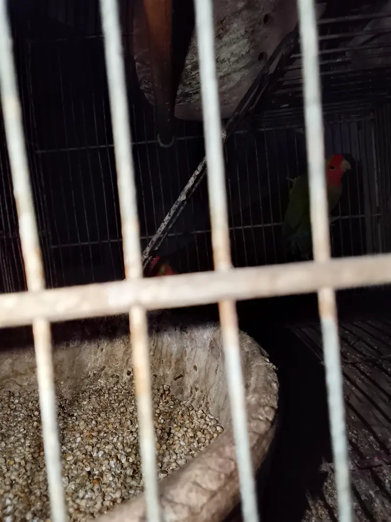 parrots with cage only 4000 — photo 3