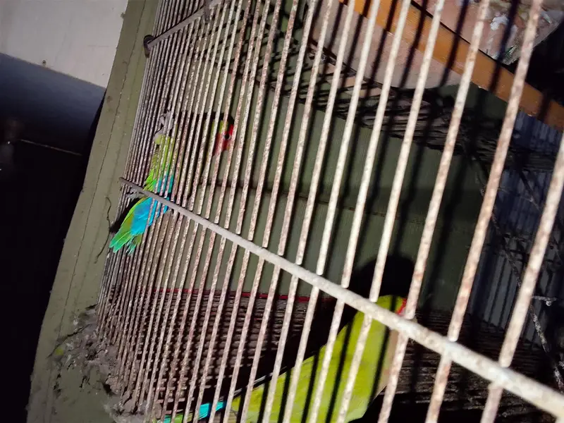 parrots with cage only 4000 — photo 4