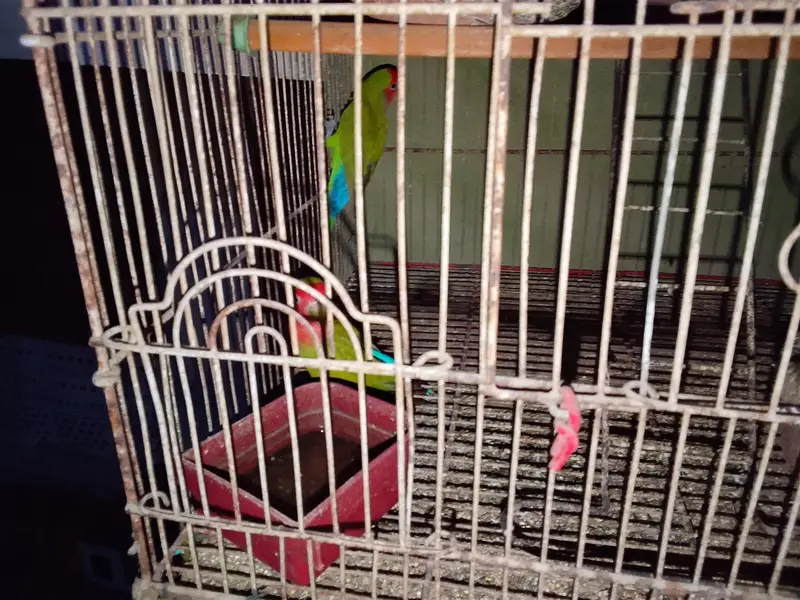 parrots with cage only 4000 — photo 5