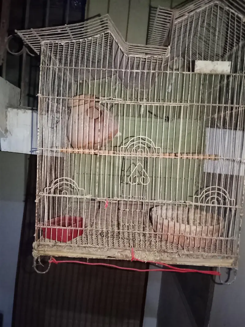 parrots with cage only 4000 — photo 6