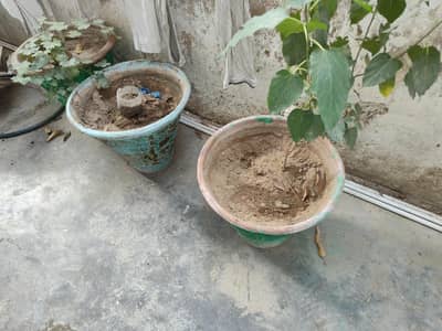 Plants | Pots | Plant | plants & pot | Full size pot park full size
