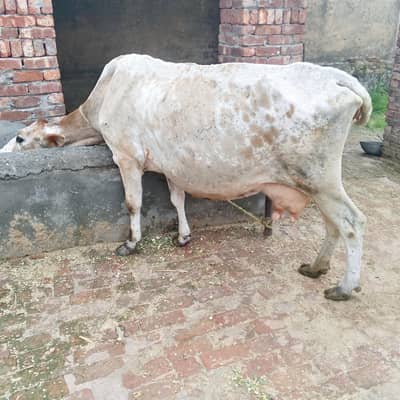 اچھی بریڈ گبن گاے تیسرا سوا دودھ 7 کلو