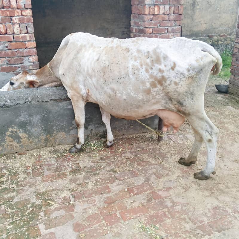 اچھی بریڈ گبن گاے تیسرا سوا دودھ 7 کلو 0