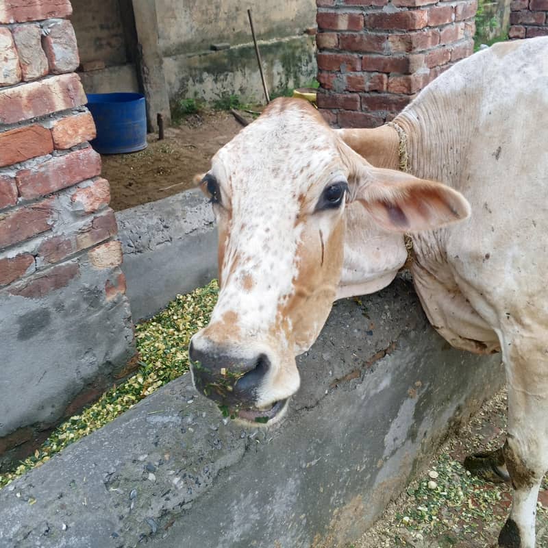اچھی بریڈ گبن گاے تیسرا سوا دودھ 7 کلو 2