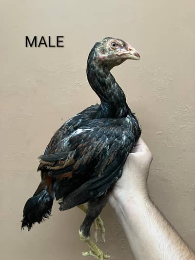 SHAMO CHICKS