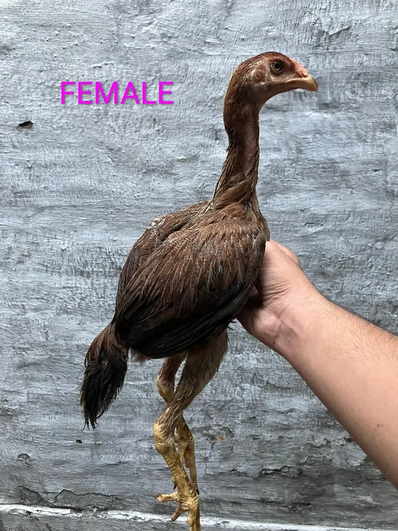 SHAMO CHICKS — photo 2