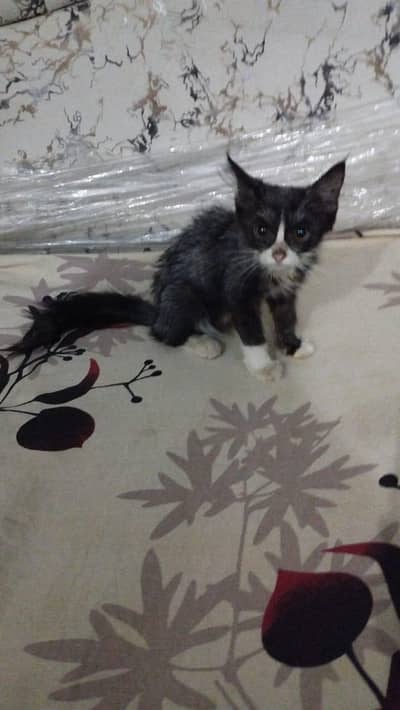 persians cats