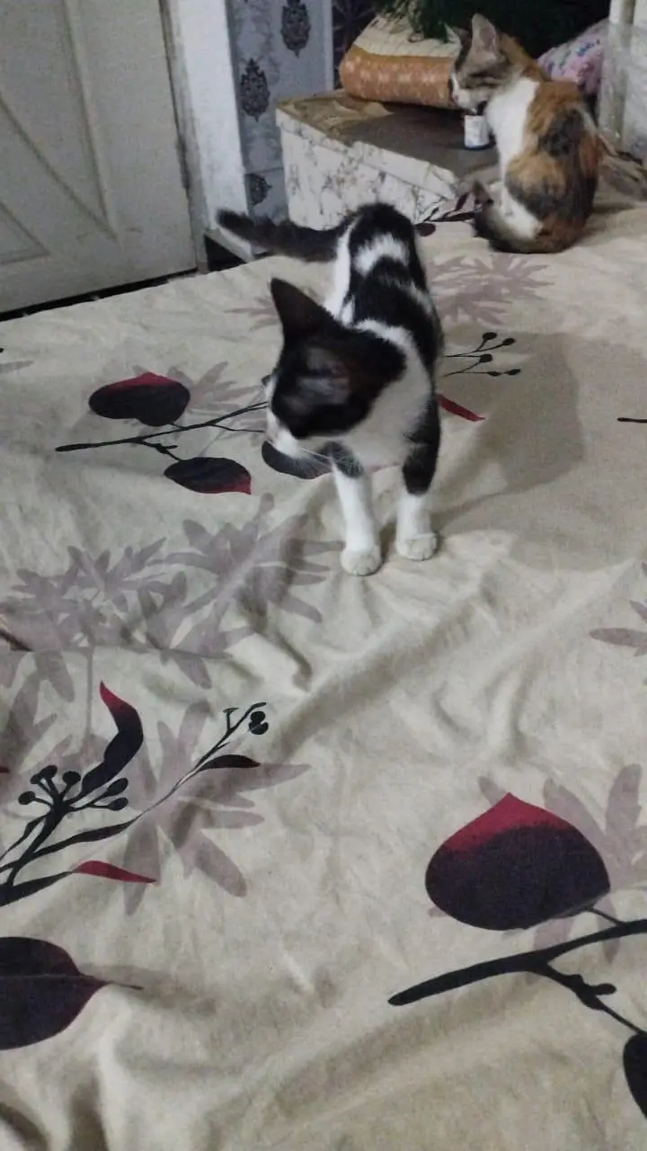 persians cats — photo 2