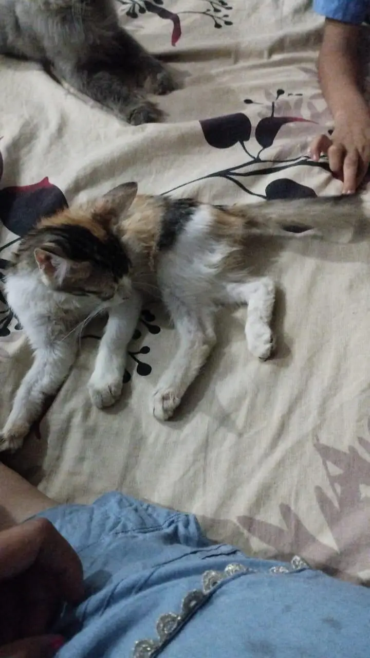 persians cats — photo 3