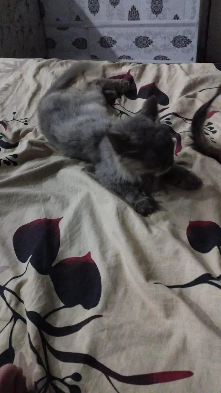 persians cats — photo 5