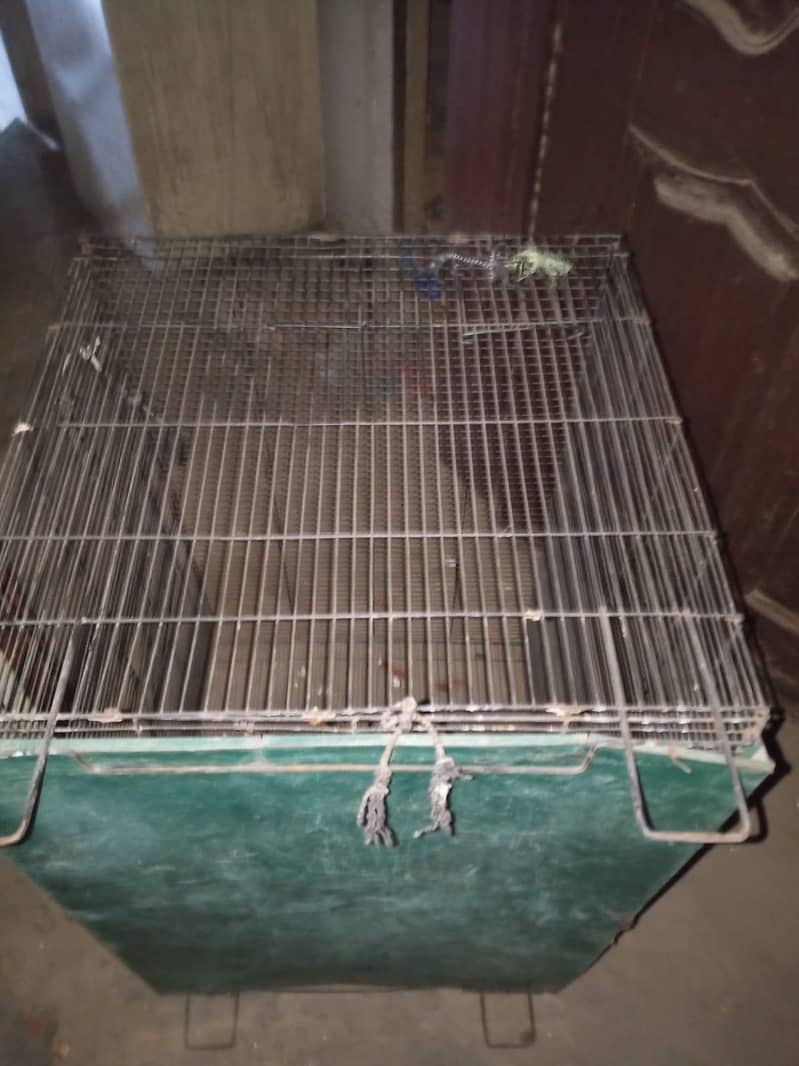 large size cages 2
